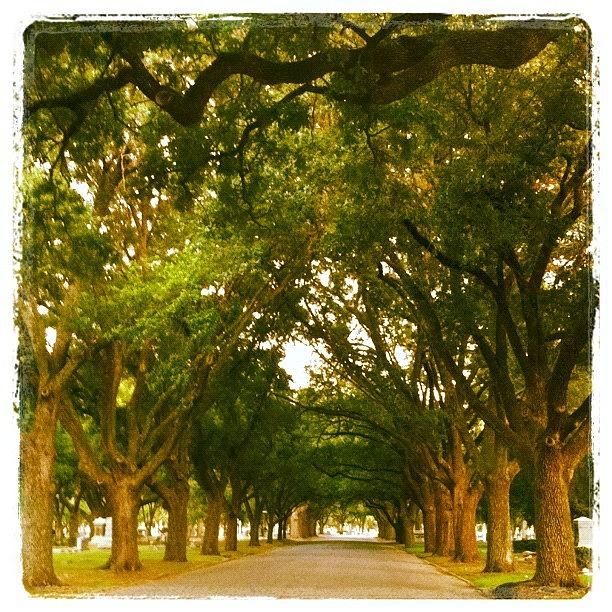 Tree Photograph - Peaceful Road by Kristina Parker