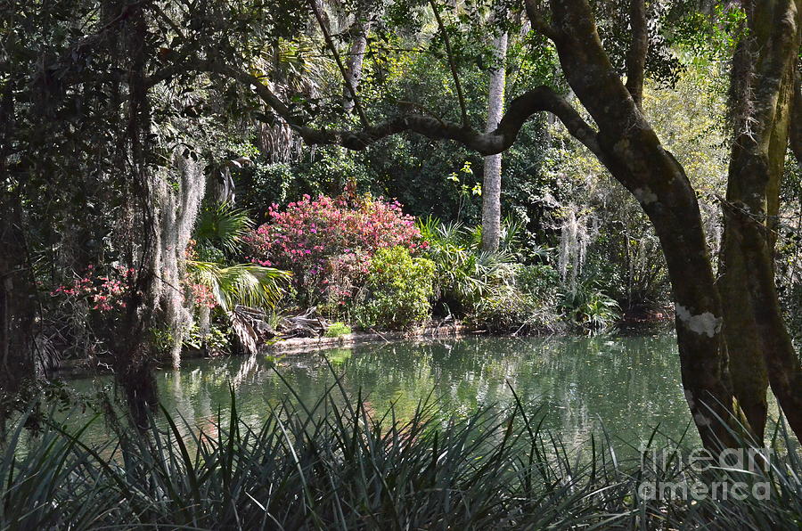 Peaceful Southern Garden Photograph by Carol  Bradley