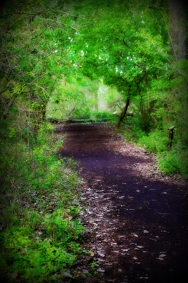 Peaceful Walk Photograph by Rebecca Frank - Fine Art America