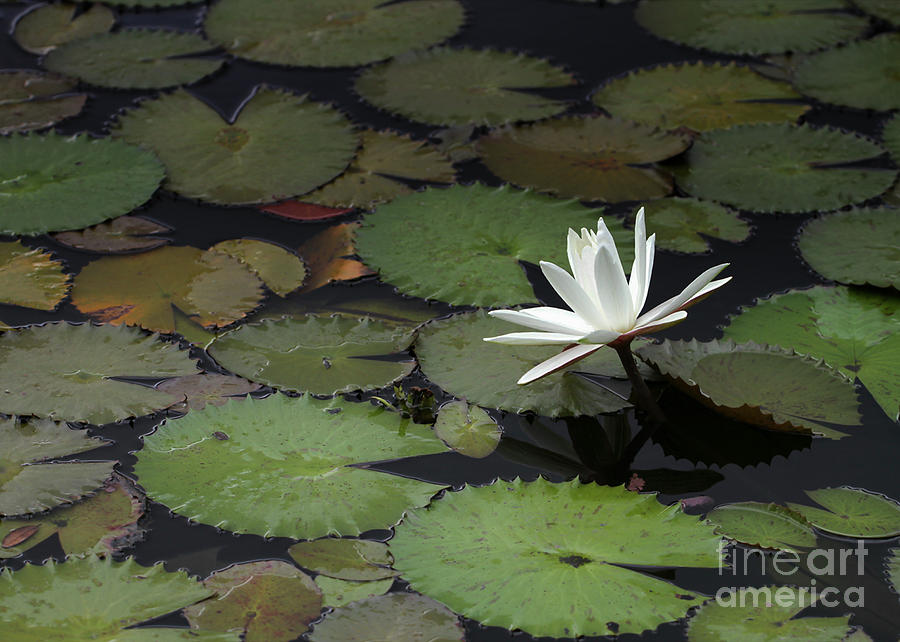 Peaceful Water Lily Photograph by Sabrina L Ryan