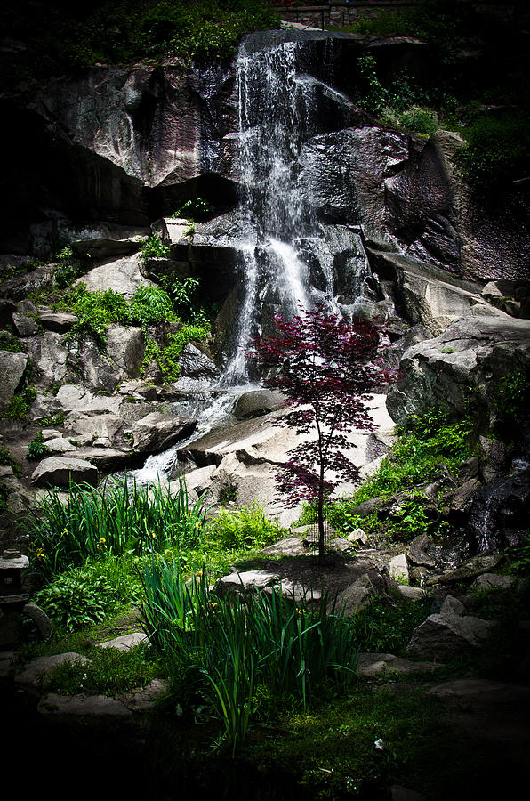 Tree Photograph - Peaceful Waterfall by Swift Family