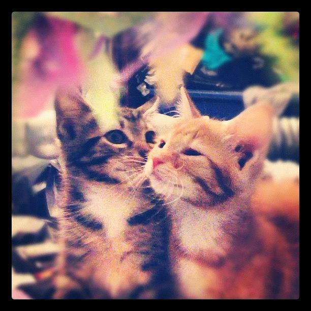 Peach Photograph - #peach And #kelso Are So Sweet Its by Latham Sarah