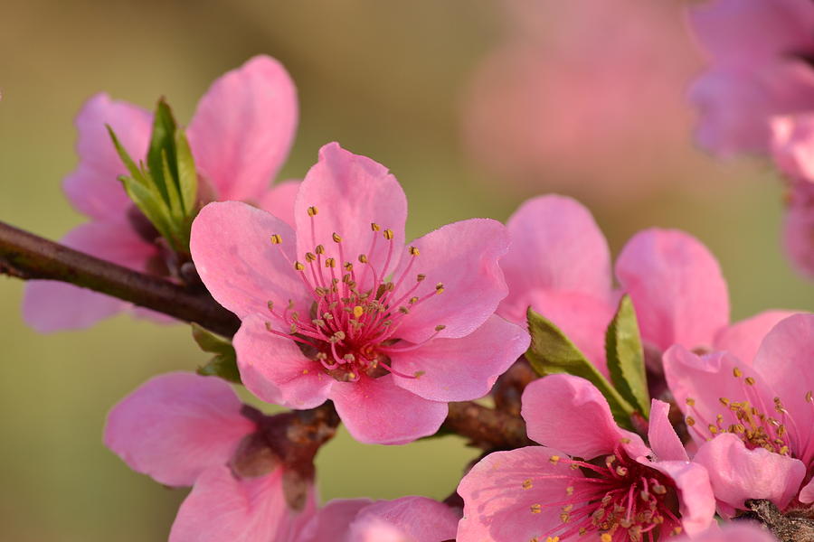 Peach Beautiful by JD Grimes Peach Beautiful by JD Grimes