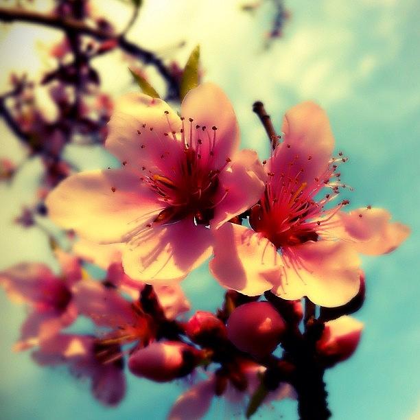 Peach Blooms Photograph by Dana Coplin