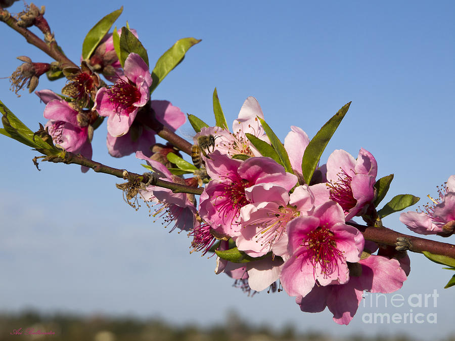 Peach Blossom 02 Photograph by Arik Baltinester