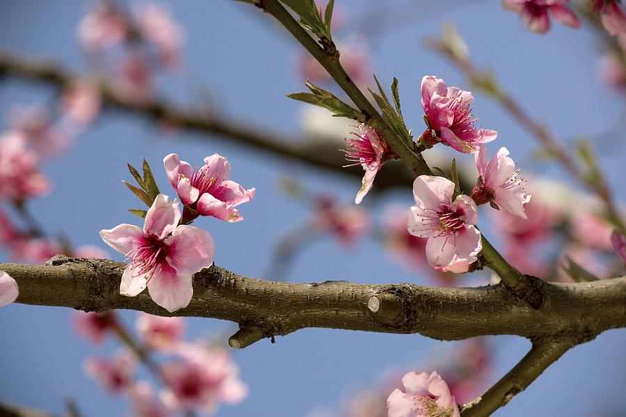 Spring Photograph - Peach Blossom (prunus Persica) by Bob Gibbons