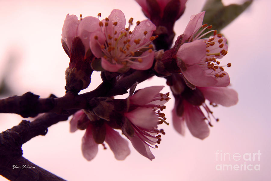 Peach blossom  Photograph by Yumi Johnson