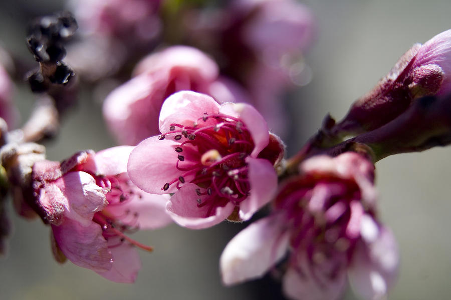 Peach Blossoms Photograph by Ellen Heaverlo