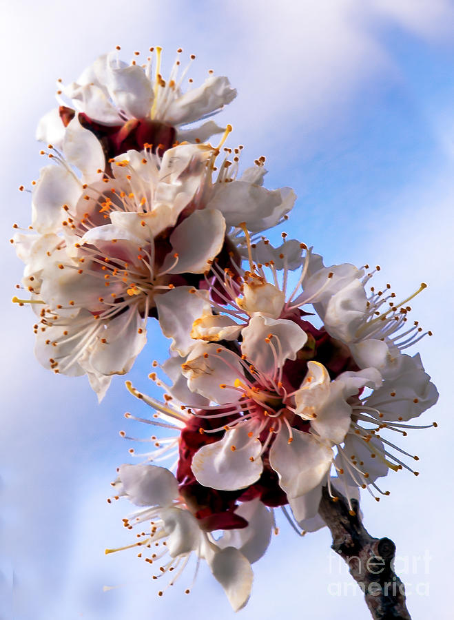 Flower Photograph - Peach Blossoms by Robert Bales