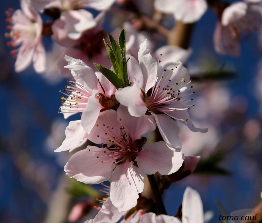 Peach Blossoms Photograph by Toma Caul
