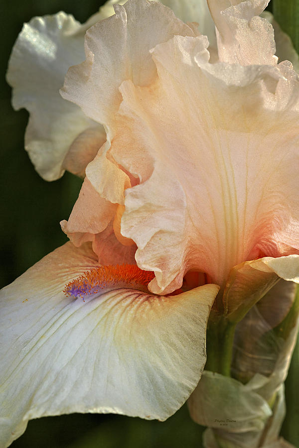 Peach Colored Iris Photograph by Phyllis Denton