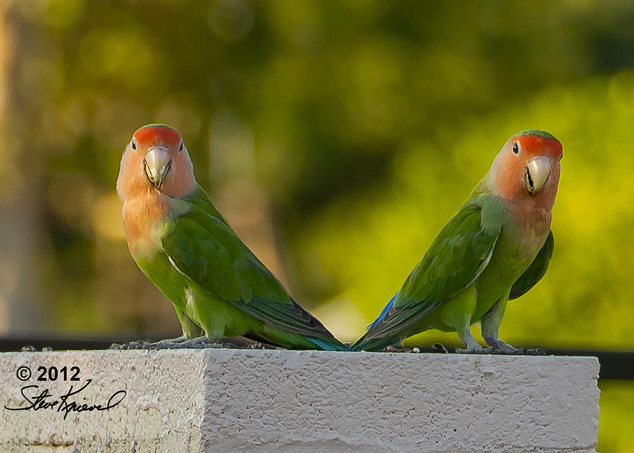 Parrot Photograph - Peach Faced Love Bird Parrot 1 by Steve Knievel