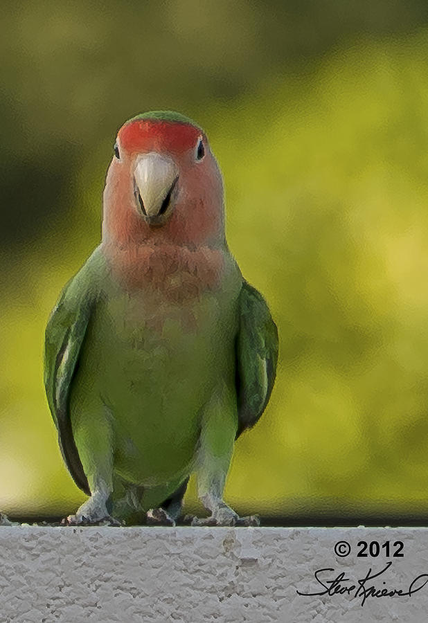 Parrot Photograph - Peach Faced Love Bird Parrot 10 by Steve Knievel