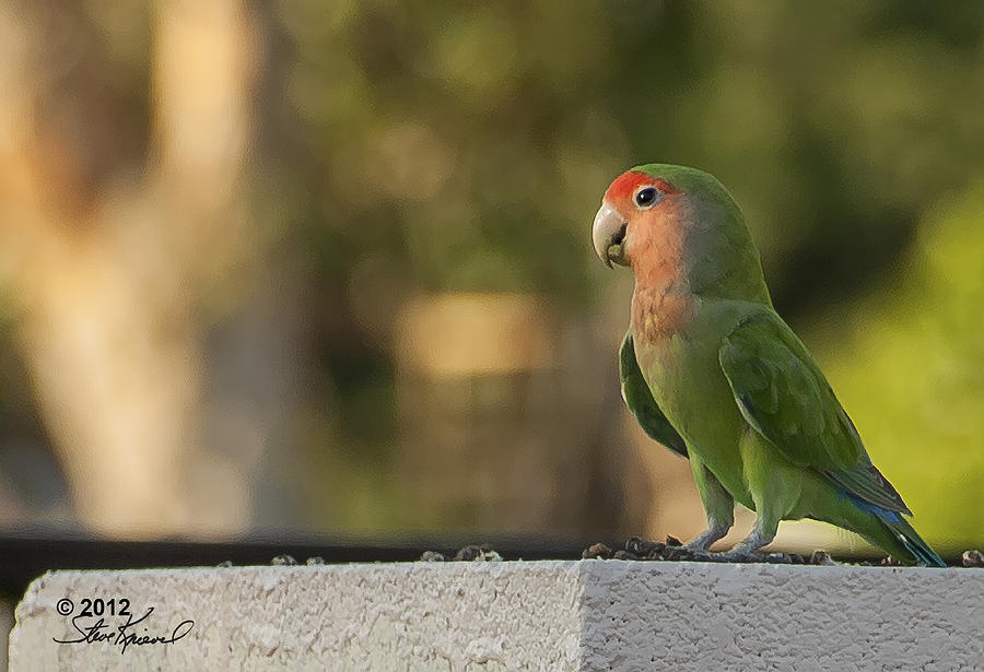 Parrot Photograph - Peach Faced Love Bird Parrot 11 by Steve Knievel