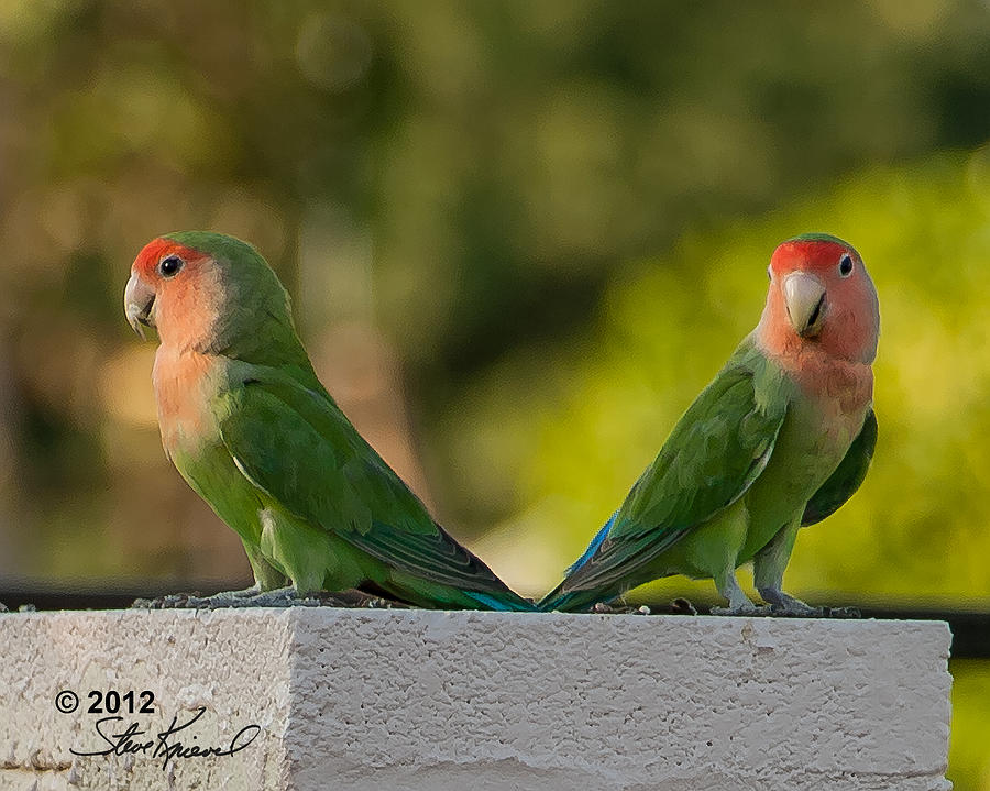 Parrot Photograph - Peach Faced Love Bird Parrot 14 by Steve Knievel