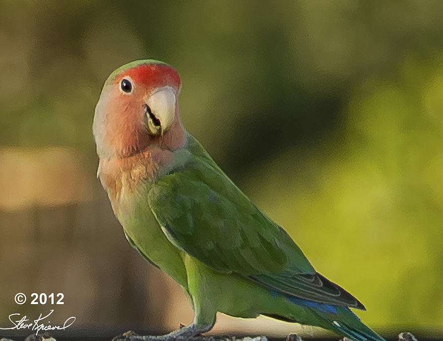 Parrot Photograph - Peach Faced Love Bird Parrot 15 by Steve Knievel