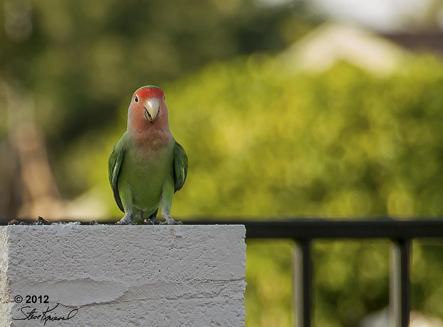 Parrot Photograph - Peach Faced Love Bird Parrot 17 by Steve Knievel