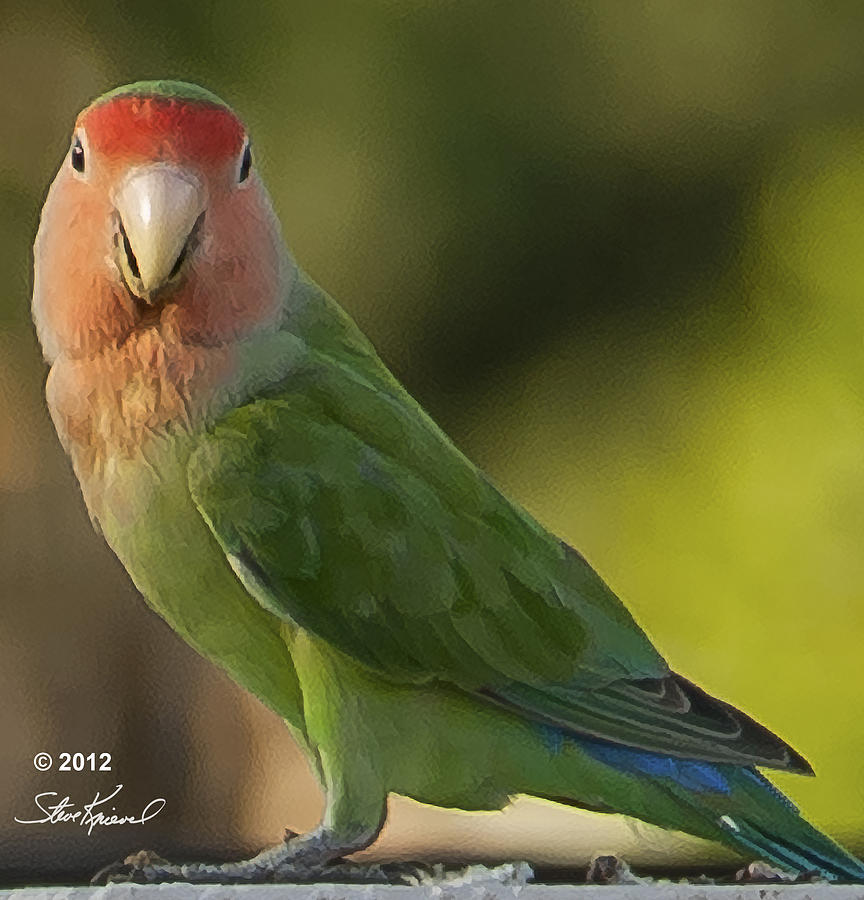 Parrot Photograph - Peach Faced Love Bird Parrot 2 by Steve Knievel