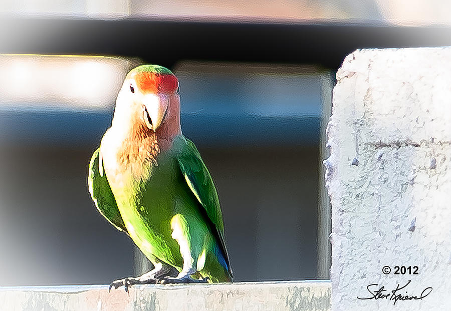 Parrot Photograph - Peach Faced Love Bird Parrot 20 by Steve Knievel