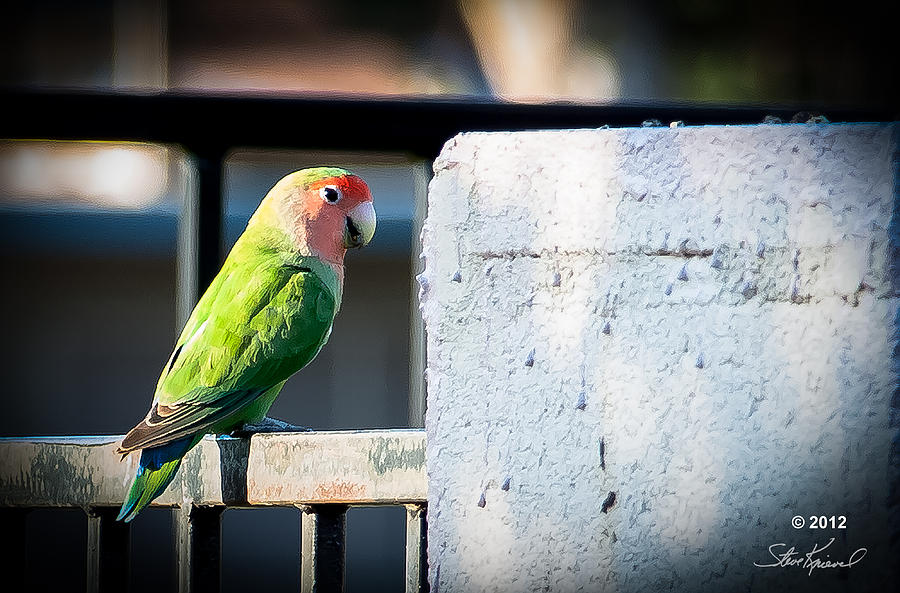 Parrot Photograph - Peach Faced Love Bird Parrot 22 by Steve Knievel
