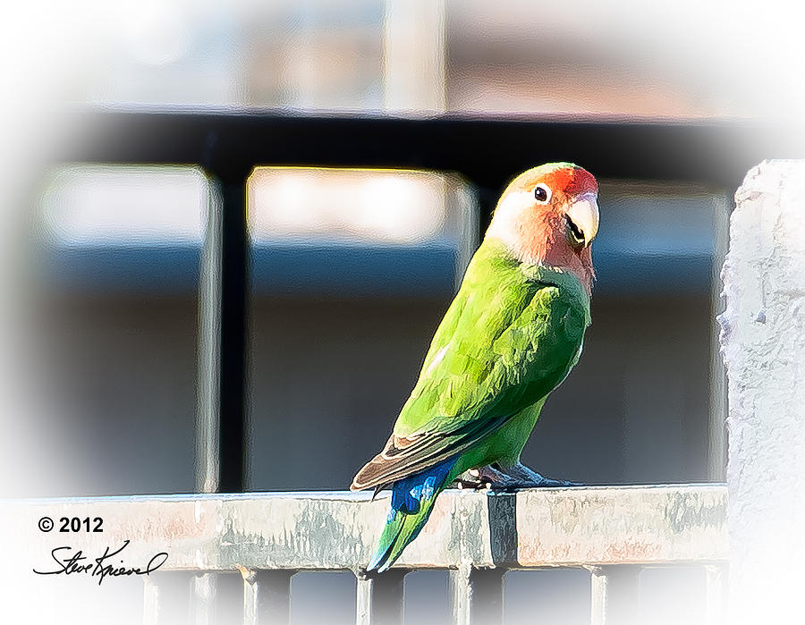 Parrot Photograph - Peach Faced Love Bird Parrot 23 by Steve Knievel
