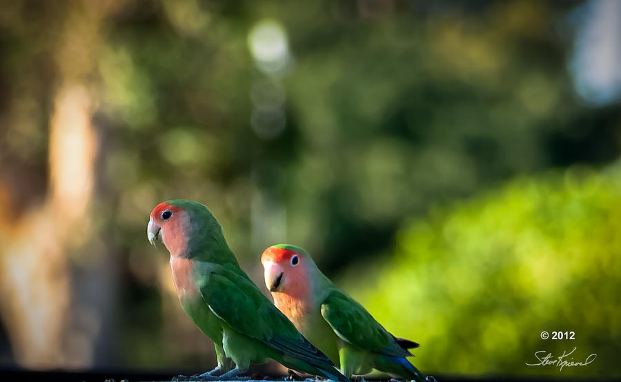 Parrot Photograph - Peach Faced Love Bird Parrot 24 by Steve Knievel