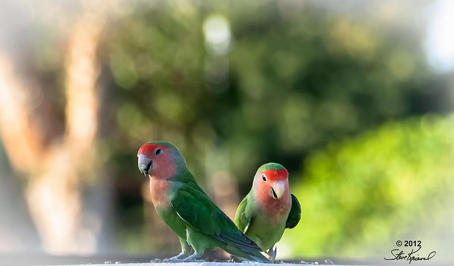 Parrot Photograph - Peach Faced Love Bird Parrot 25 by Steve Knievel