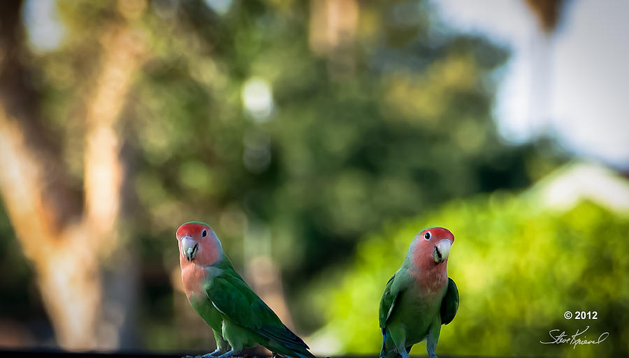 Parrot Photograph - Peach Faced Love Bird Parrot 26 by Steve Knievel