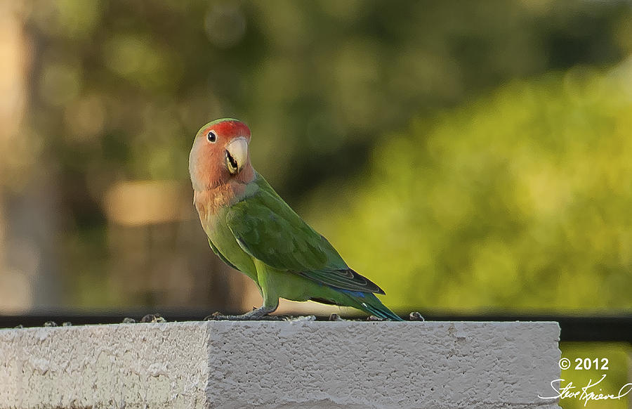 Parrot Photograph - Peach Faced Love Bird Parrot 3 by Steve Knievel