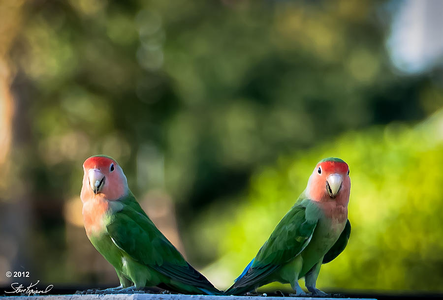 Parrot Photograph - Peach Faced Love Bird Parrot 37 by Steve Knievel