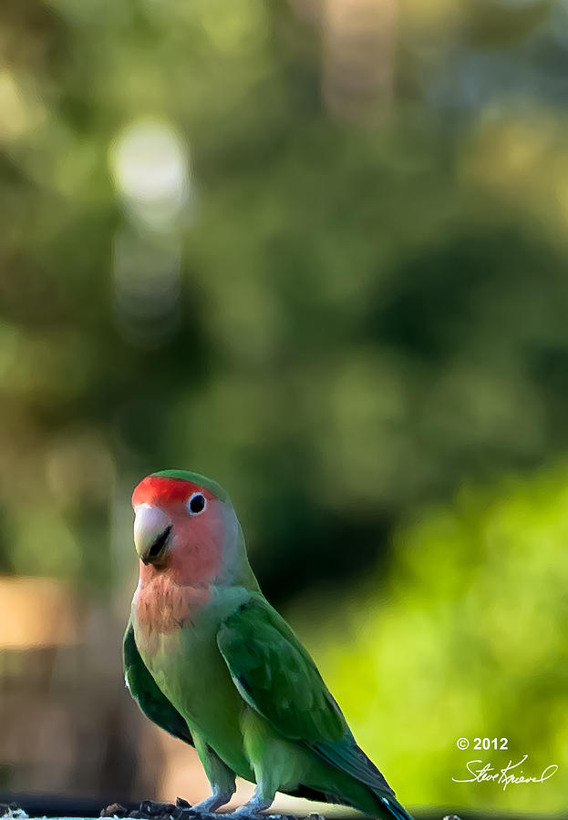 Parrot Photograph - Peach Faced Love Bird Parrot 38 by Steve Knievel