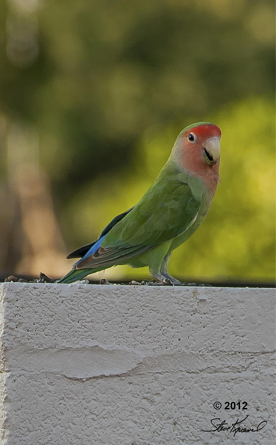 Parrot Photograph - Peach Faced Love Bird Parrot 4 by Steve Knievel
