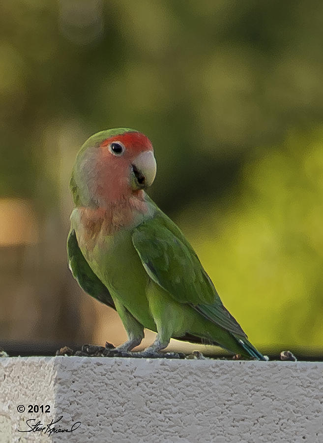 Parrot Photograph - Peach Faced Love Bird Parrot 7 by Steve Knievel