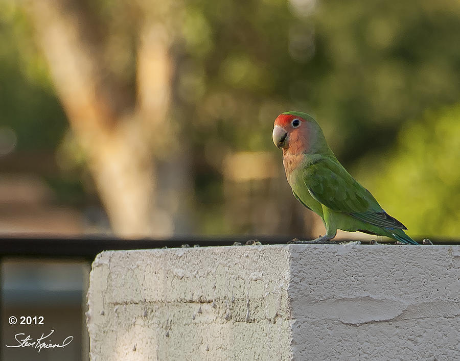 Parrot Photograph - Peach Faced Love Bird Parrot 9 by Steve Knievel