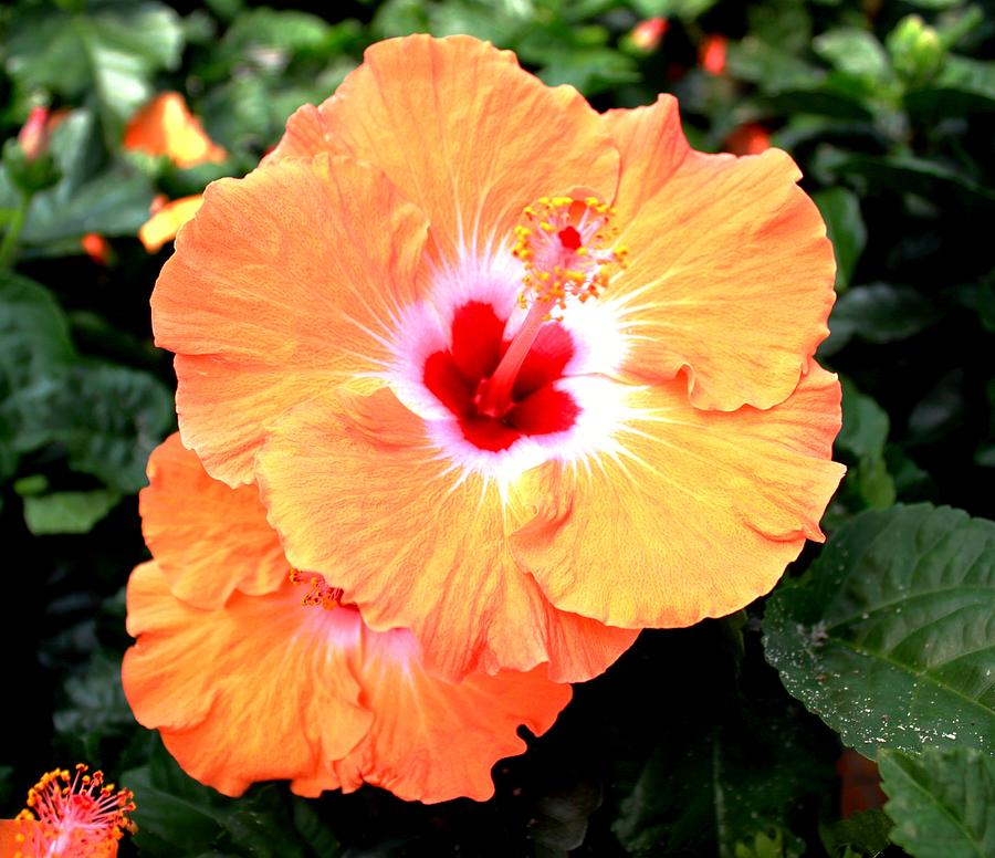 Peach Hibiscus Flower Photograph - Peach Hibiscus Flower Fine Art Print