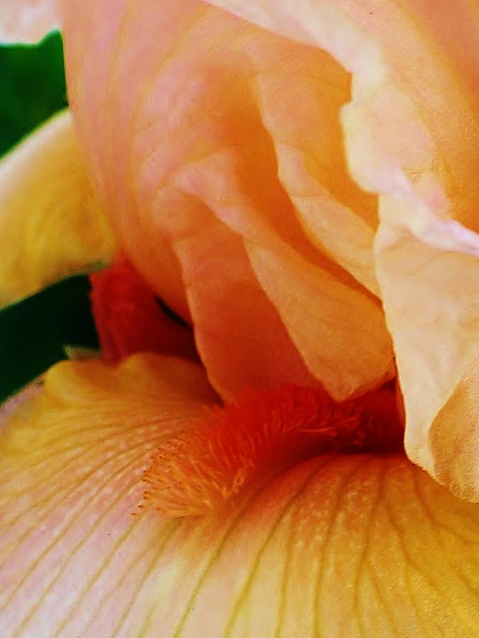 Iris Photograph - Peach Iris Close Up by Bruce Bley