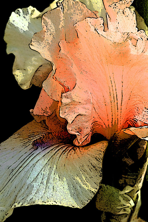 Peach Iris Digital Art Photograph by Phyllis Denton