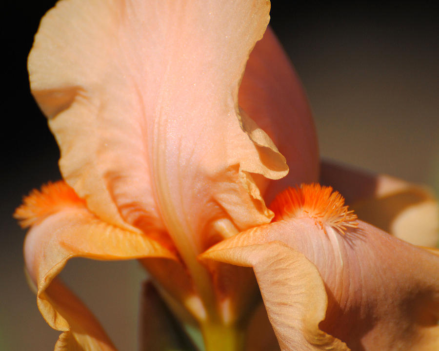 Peach Iris Flower III Photograph by Jai Johnson