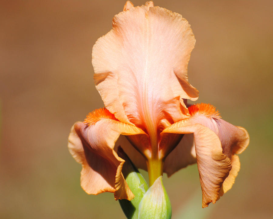 Peach Iris Flower Photograph by Jai Johnson