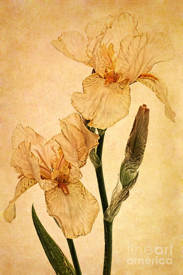 Peach Iris Germanica Photograph by Ann Garrett