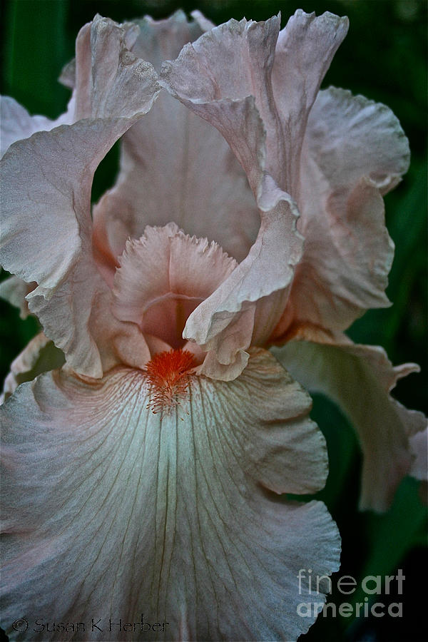 Spring Photograph - Peach Iris by Susan Herber