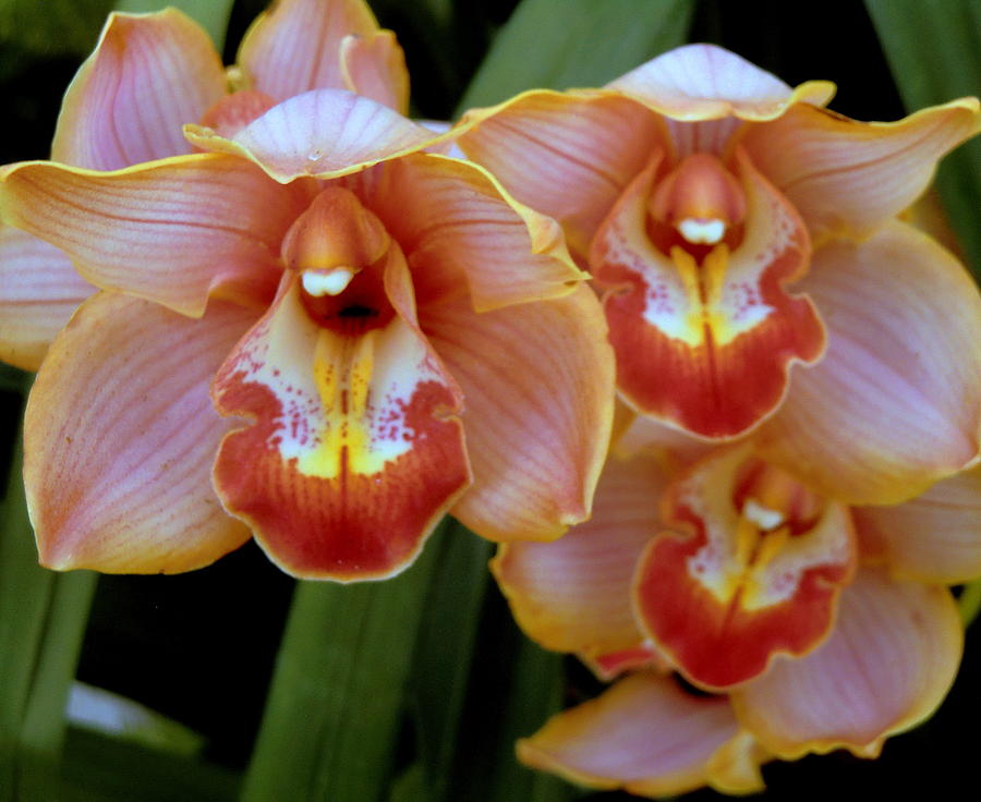 Peach Orchids Photograph by Mindy Newman