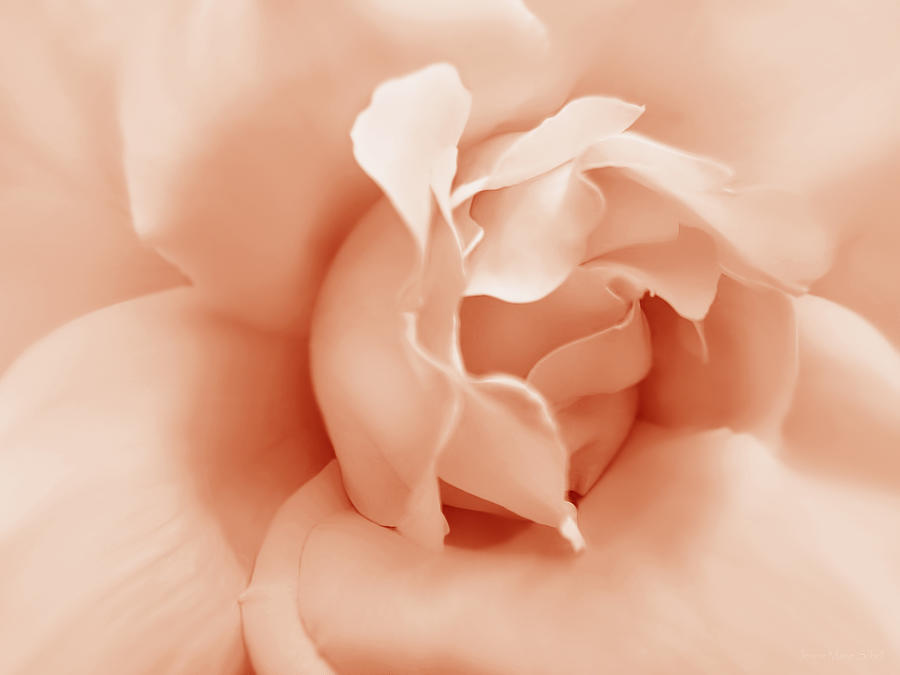Orange Rose Flower Softness Photograph by Jennie Marie Schell