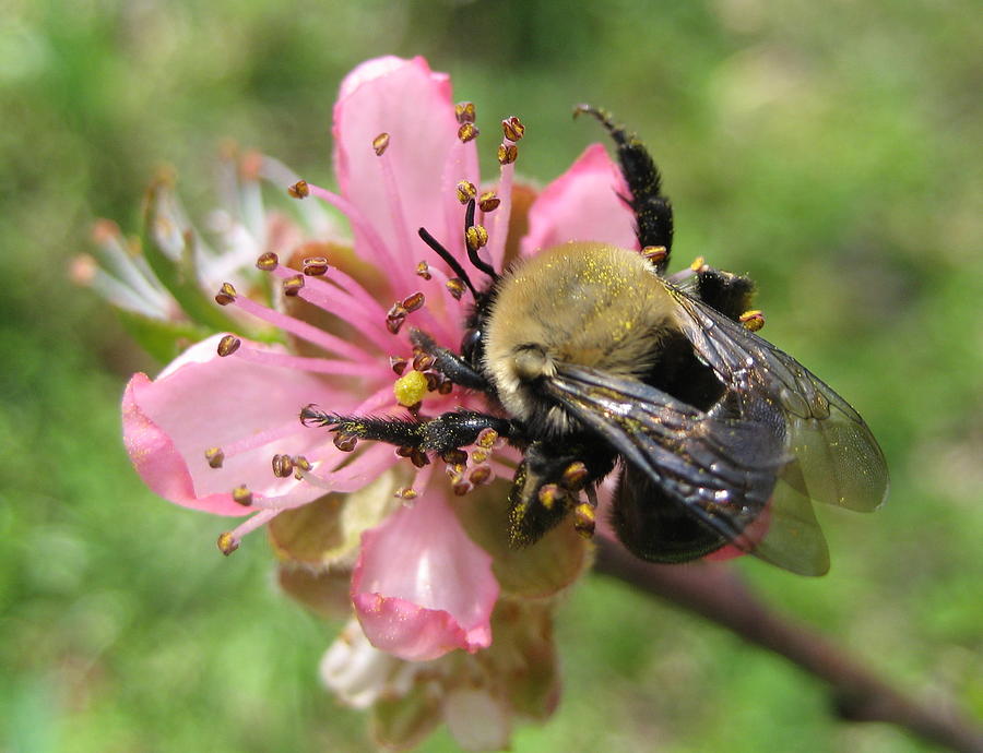 Peach Pollen Photograph by Stephen Hawks