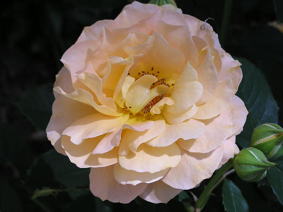 Nature Photograph - Peach Rose by Andrea Drake