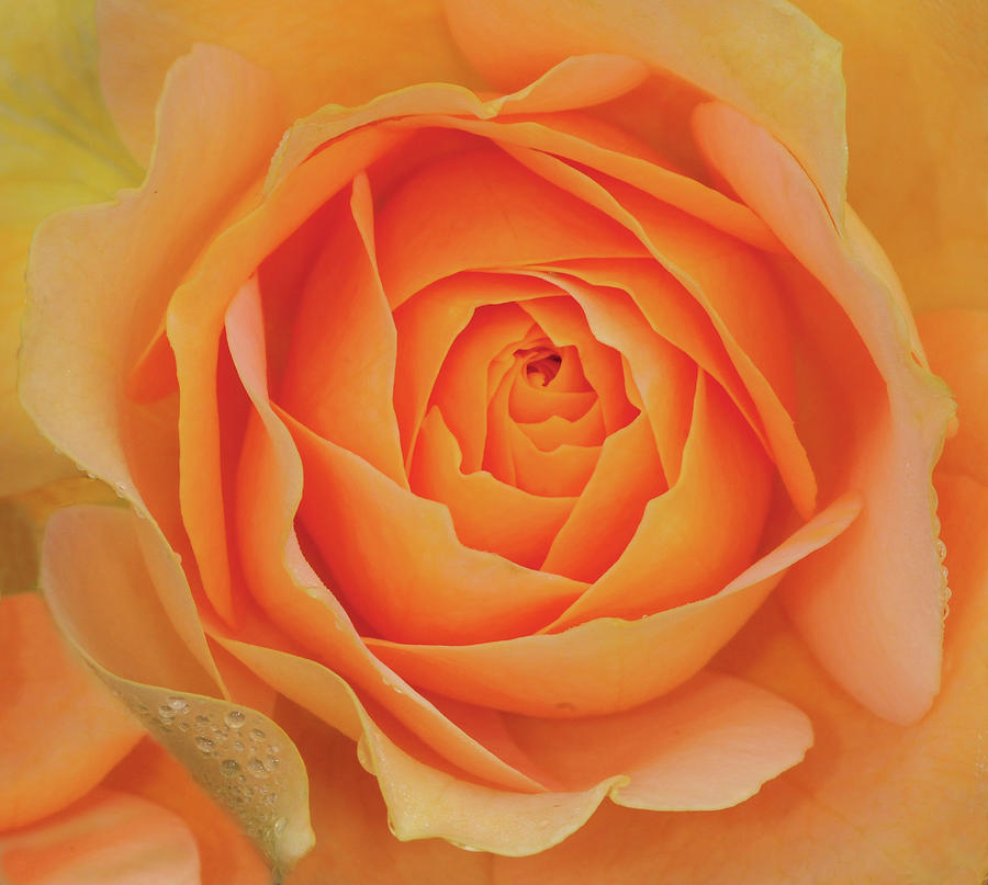 Peach Rose Photograph by Dave Mills