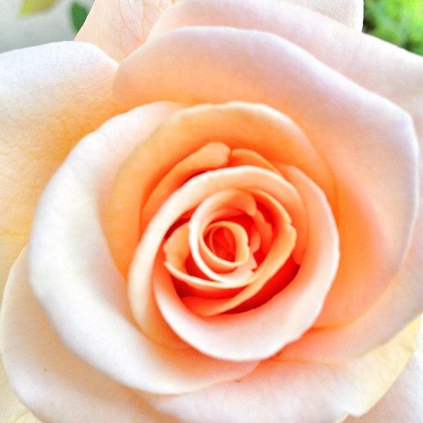 Rose Photograph - Peach Rose. #flowers #roses by Doug Sandquist
