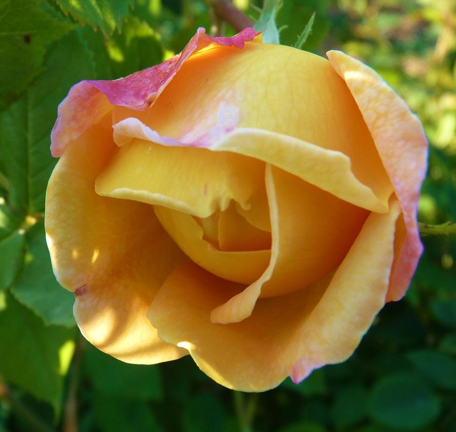 Flowers Still Life Photograph - Peach Rose by Jeanette Oberholtzer