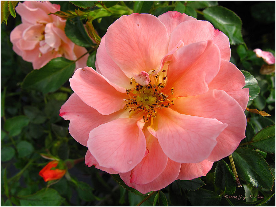 Peach Rose Photograph by Joyce Dickens