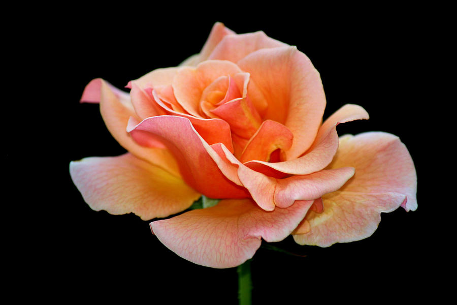 Peach Rose Photograph by Karen Scovill - Fine Art America